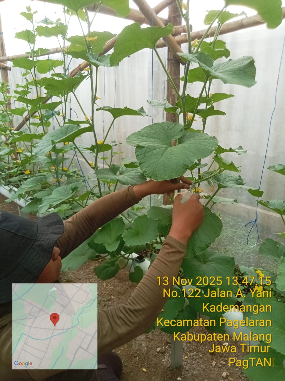 Polinasi Melon Premium